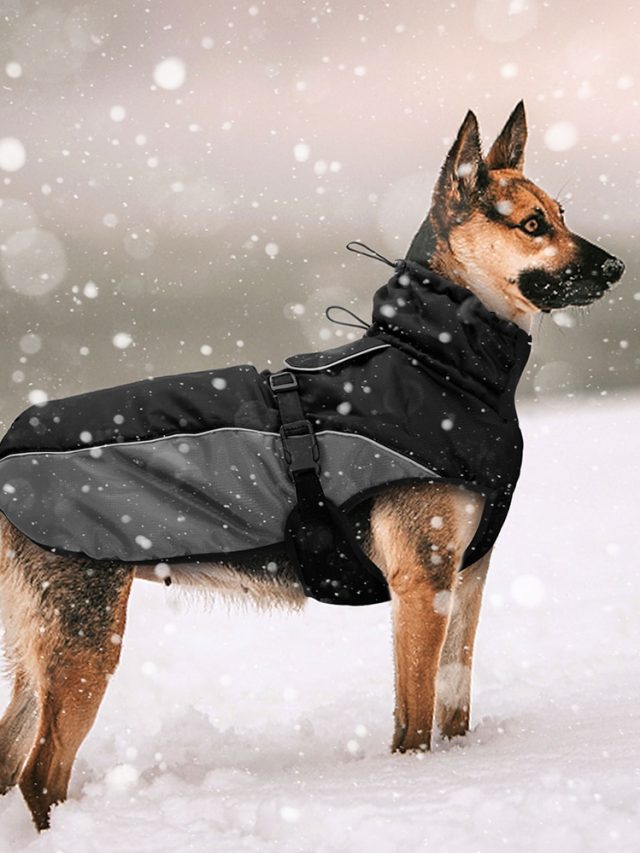 Dog winter jacket